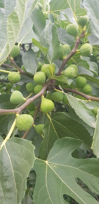 Pomi Fructiferi Exotici la Ghiveci (Smochin )