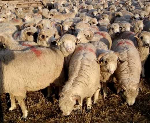 Oii de vânzare casabase și țurcane+ capre