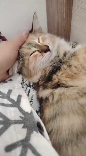 Нужен дом для котенка (девочка)
