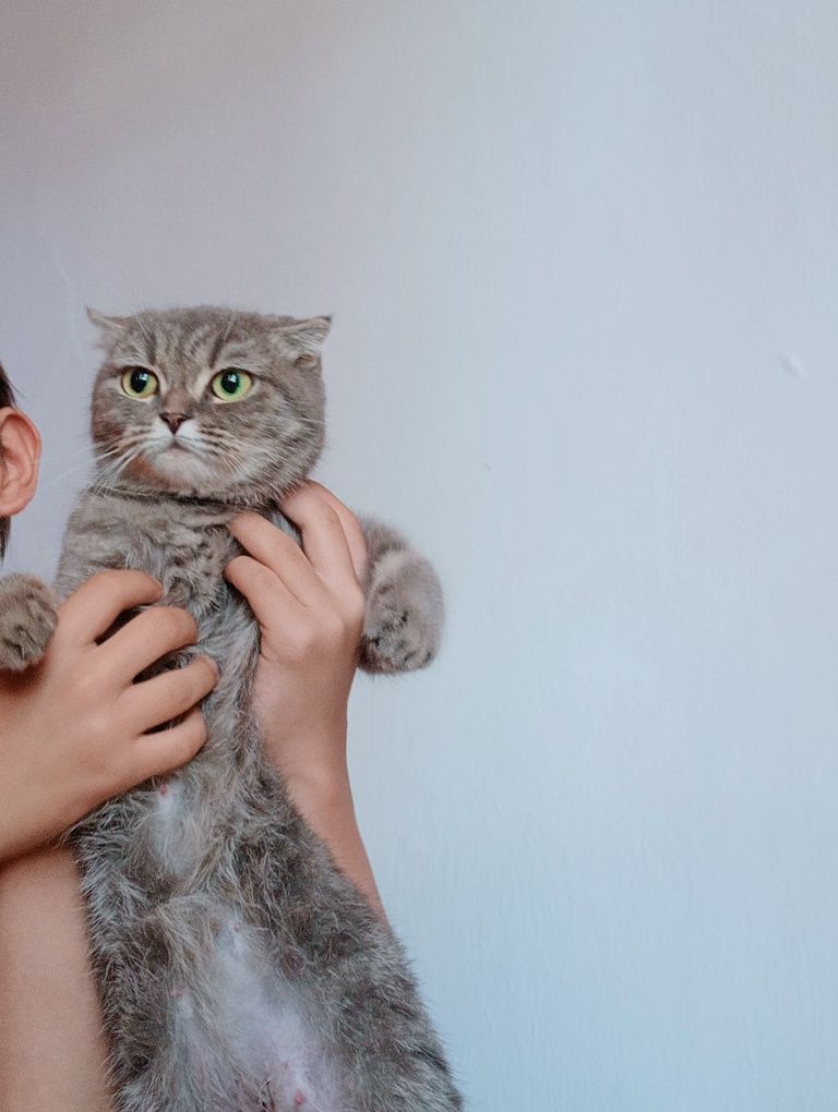 Котята 1 месяца.