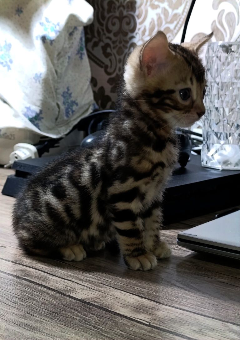 Продажа бенгальских котят