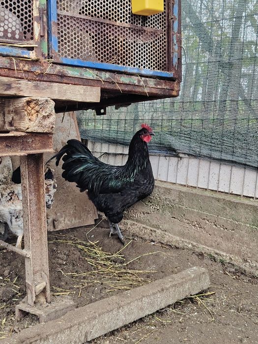 Vând cocos australorp