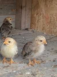 Vând pui de găină pitică și găini pitice mature de un an
