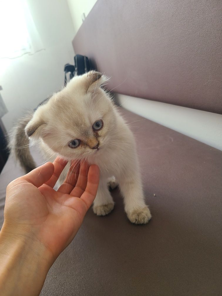 Продаются котята скоттиш фолд