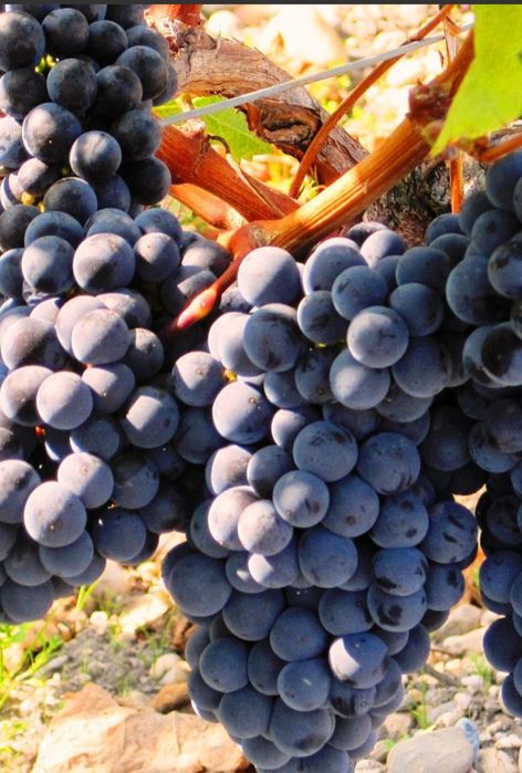 Vând struguri de vin