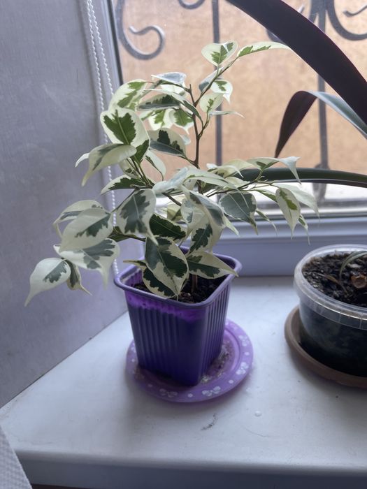 Комнатные цветы продам. Фикус Бенжамин, диффенбахия! В хороших больших