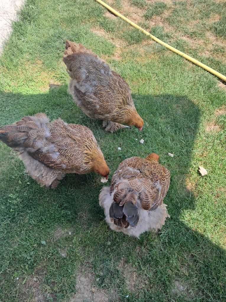 De vânzare familie Brahma Potarnichiu