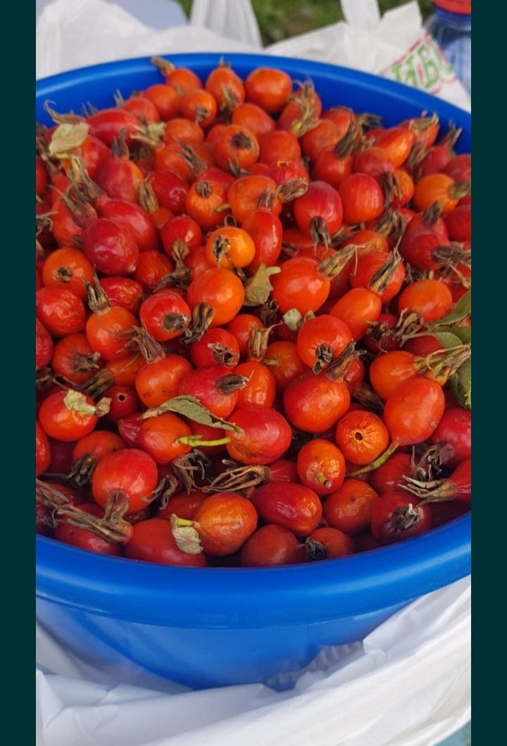 Шиповник рябина Боярошник ягоды жидек овощи фрукты сад огород