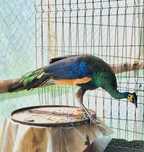 Mascul paun Verde,Java-Muticus!