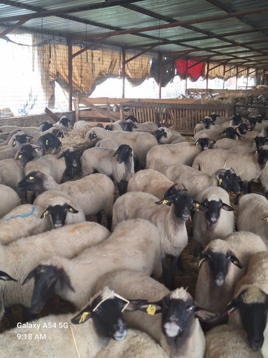 Vând oi carabase tinere