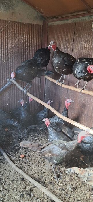 Продавам Пуйки -Пуяци.