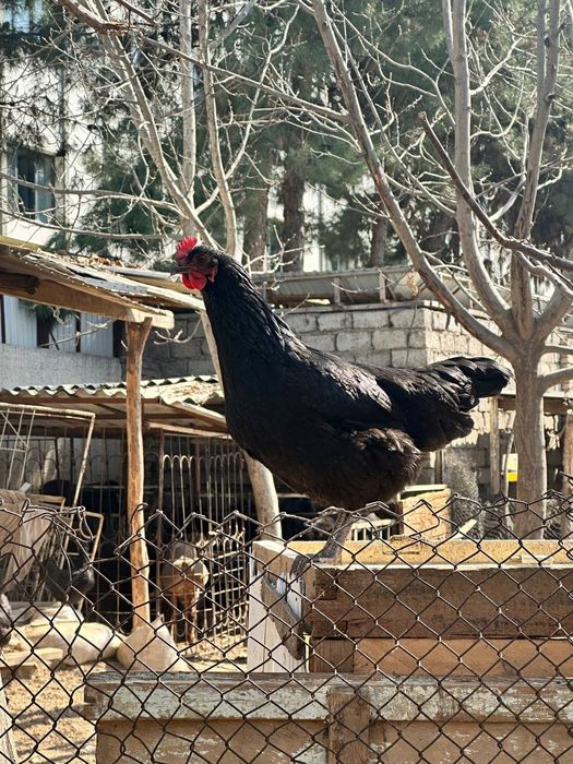 Avstralop tuhumlari donasi 10ming som