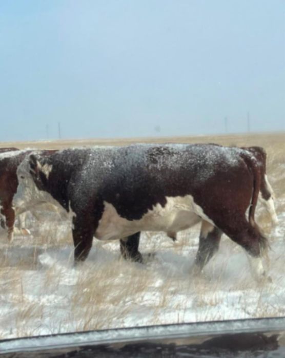 Срочно! Продам белоголовых быков .