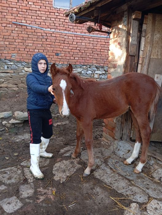 Продавам Конче мъжко на 5 месеца