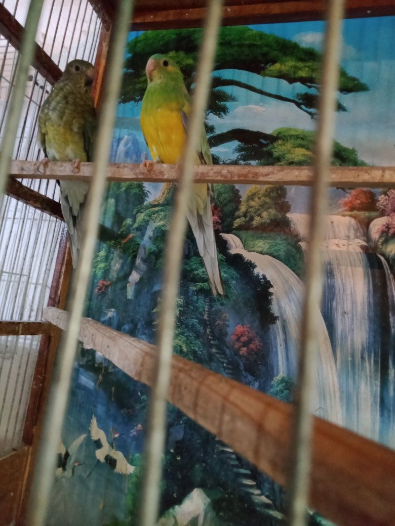 Продаются певчие попугаи