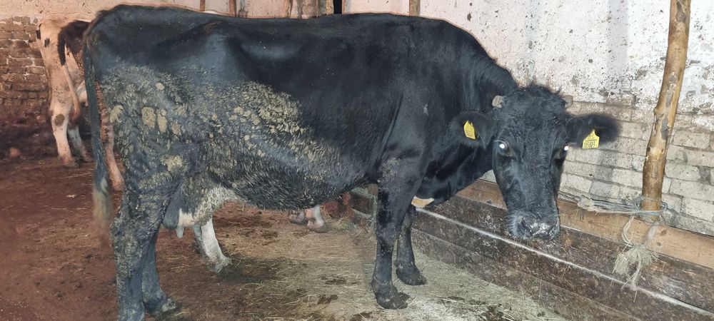 Продавам крави прясно отелени и бременни