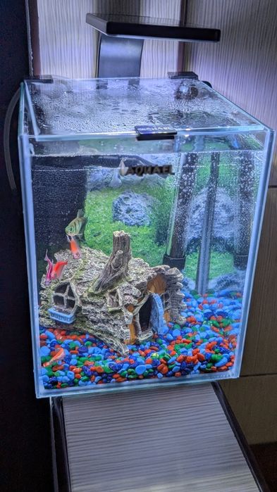 Acvariu 10l + Pești + Accesorii