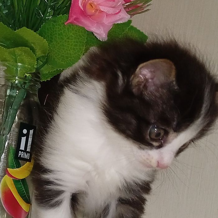 Готовы к продаже котëнкы.. Здоровье пушистые красавчики..