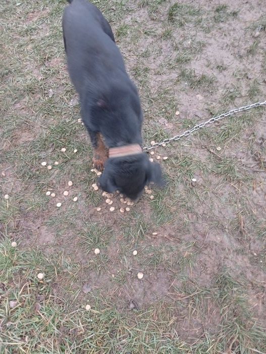 Jagdterrier de vânătoare