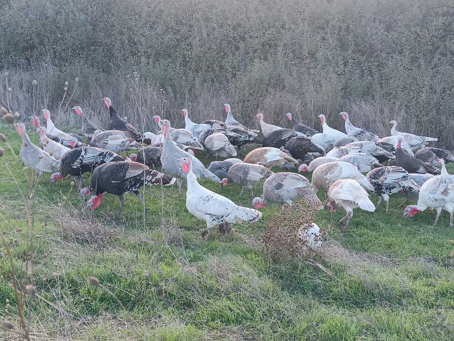 Vând curci, curcani și gâște