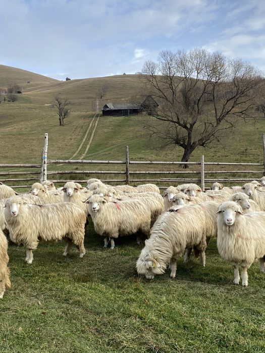 Oi disponibile 100 bucati !