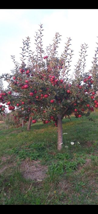 VÂND MERE IDARET 3,80 lei kg Mutiu Florina 3,30lei kg