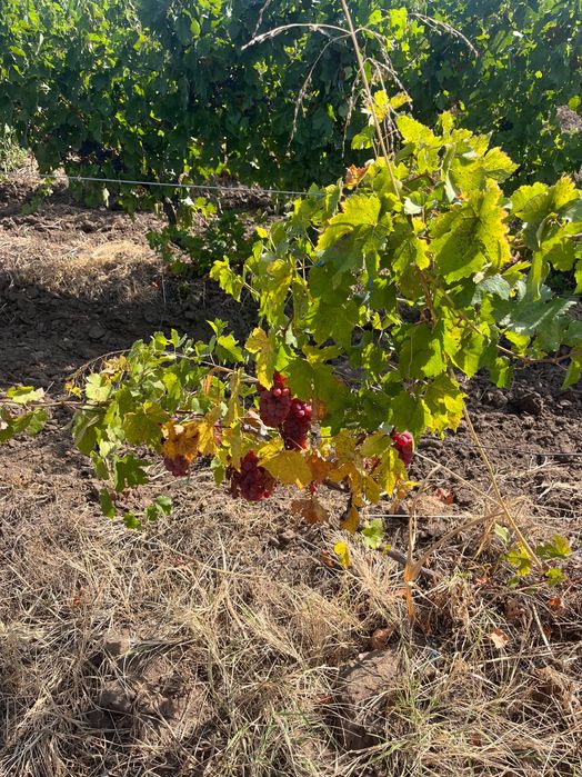 Merlot, Cabernet, Riesling, Feteasca Alba