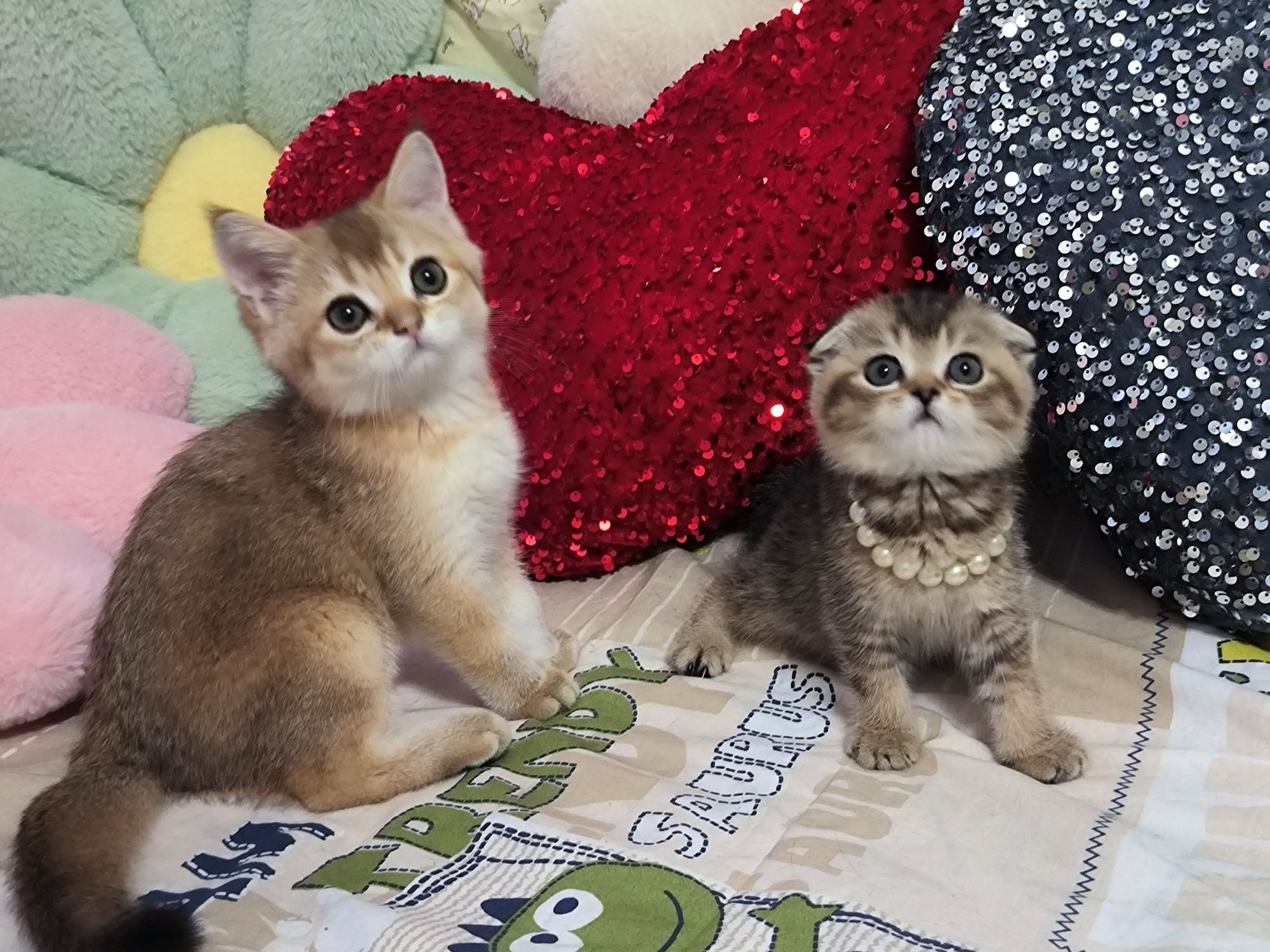 Котята от правильной вязки
