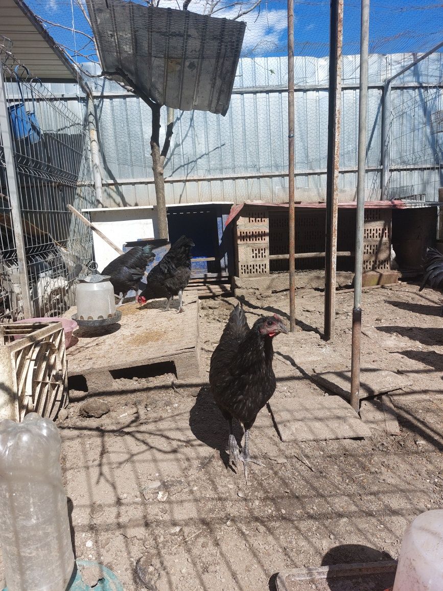 Pui diverse varste,oua Australorp