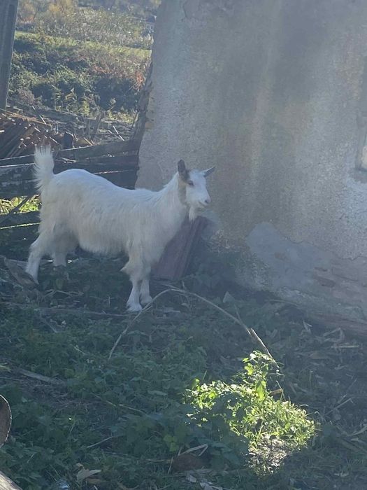 Vând 3 iede și 2 țăpulenii