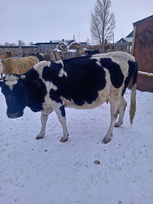 Продам корову с теленкам г. Павлодар