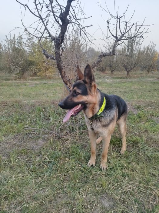 Чистокровный Авчарка Кобель 8 месяц