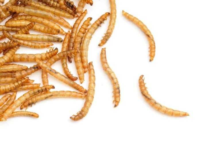 Мучний червь, Kepak qurti Behisob Protein, Oqsil + immunitet