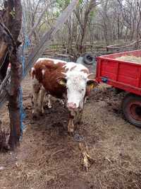 Carne carcasă vitel