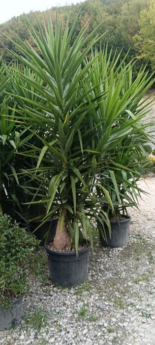 Plante decorative și copaci pentru grădina ta