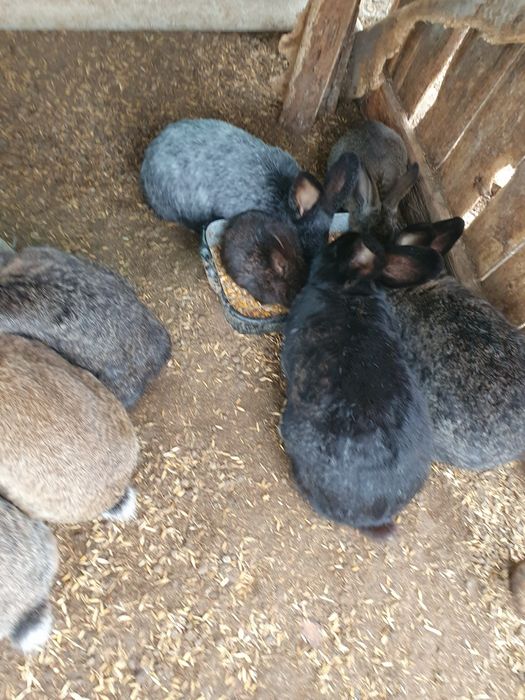 Iepuri de vânzare – 25-50 lei | Județul Arad