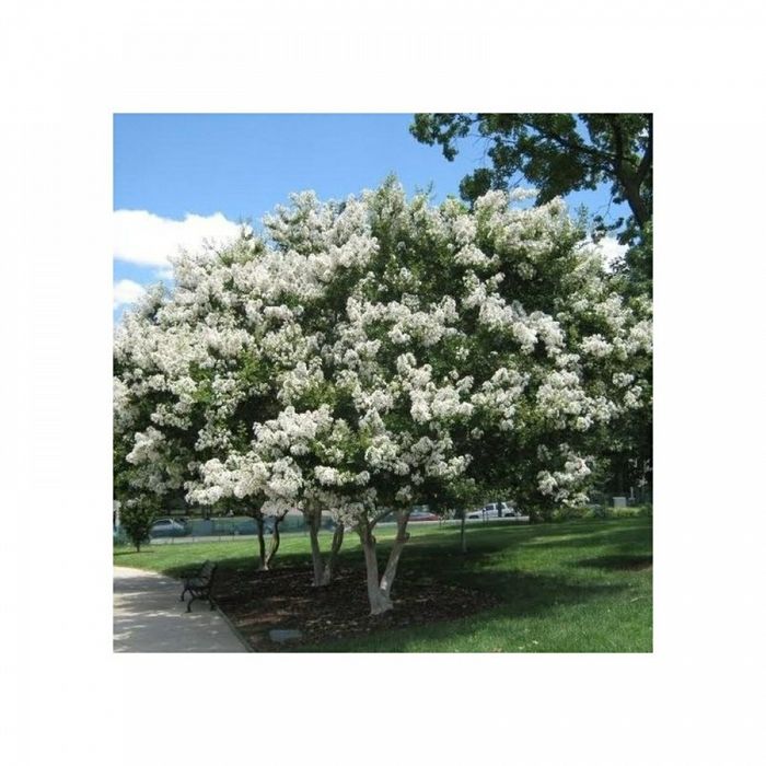 Liliac Indian Alb