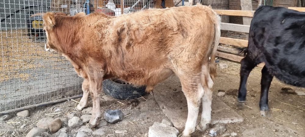 Vand Vitei crescut sau taiat