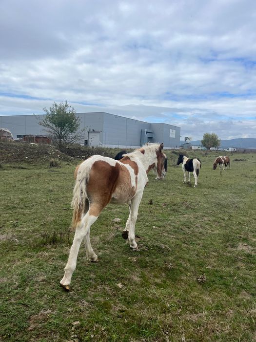 Vând 2 manji armăsari tarcati și o manza tarcată