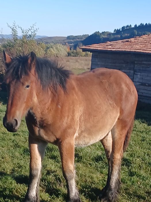 Vând mânză de un an