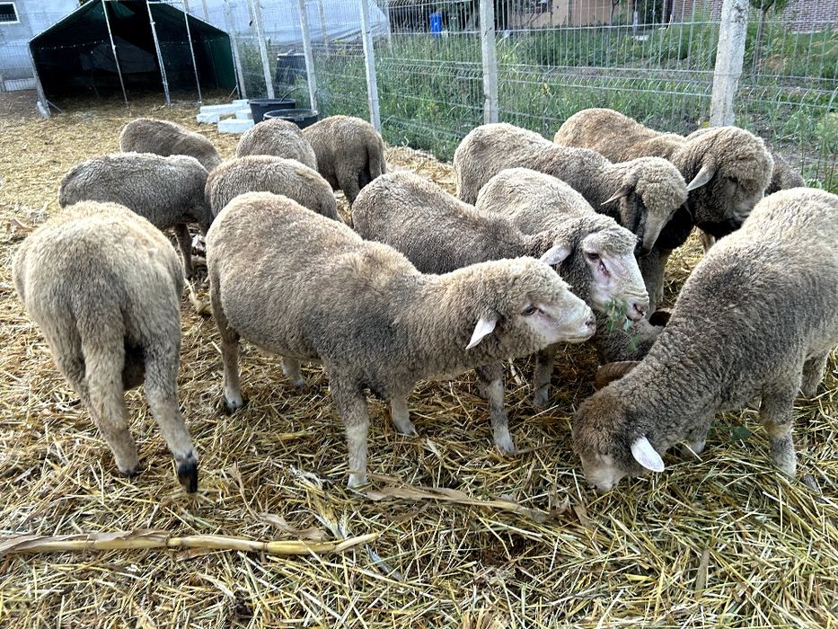 Berbecuti cu vârste de 10-14 luni