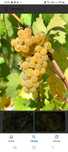 Vand Struguri de Vin