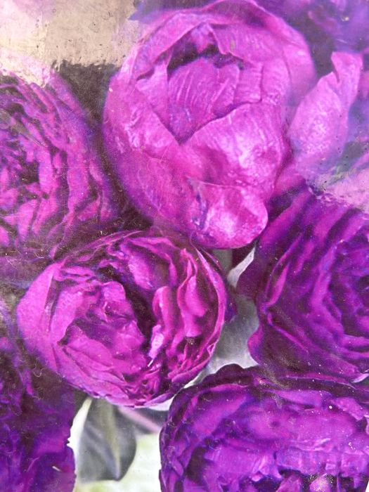 Сортовые пионы в продаже