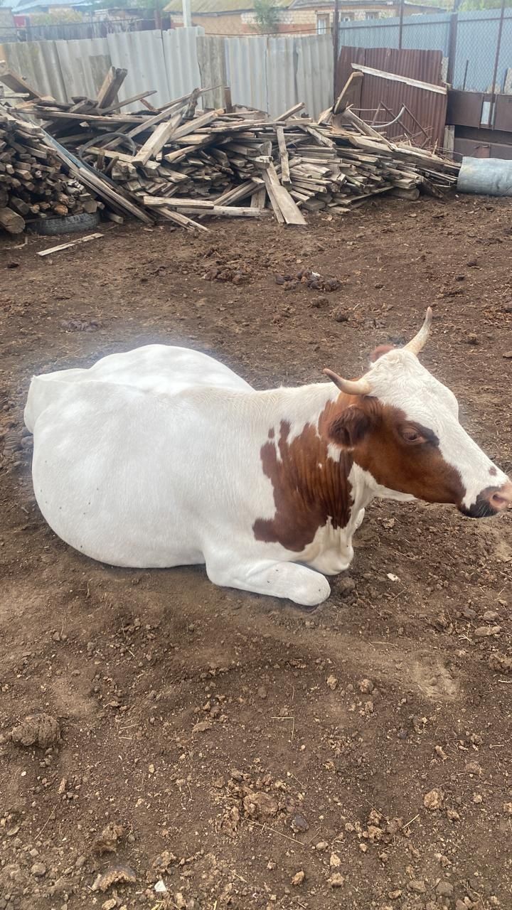 Продам телку от молочной коровы