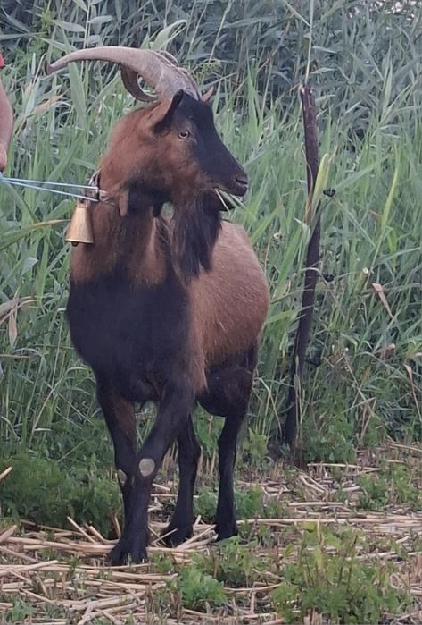 Țap Alpin Francez