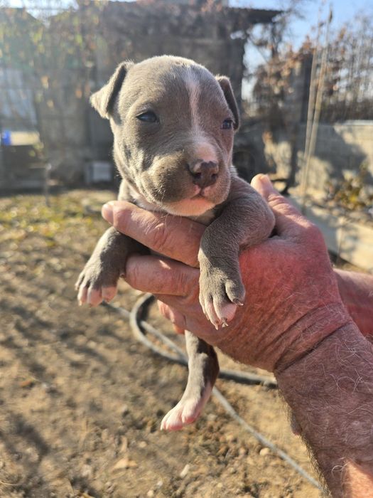 Продаются щенки питбуля