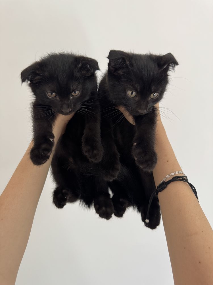 Котята шотландские веслоухие