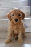 Poodle de vanzare
