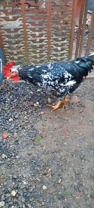 Vand tre cocosi pinta pinta