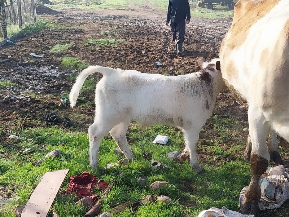 vitele belgian de vanzare